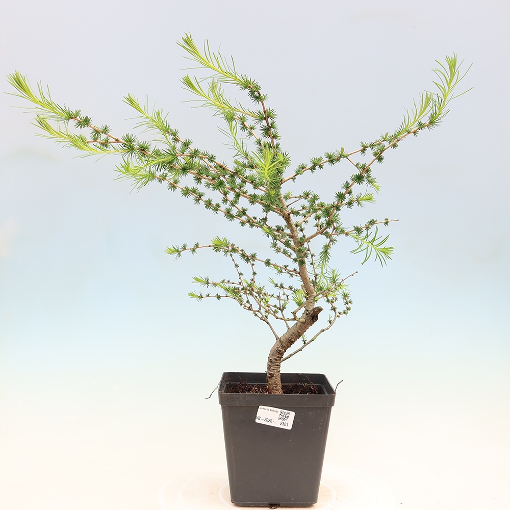 Venkovní bonsai -Larix decidua - Modřín opadavý 