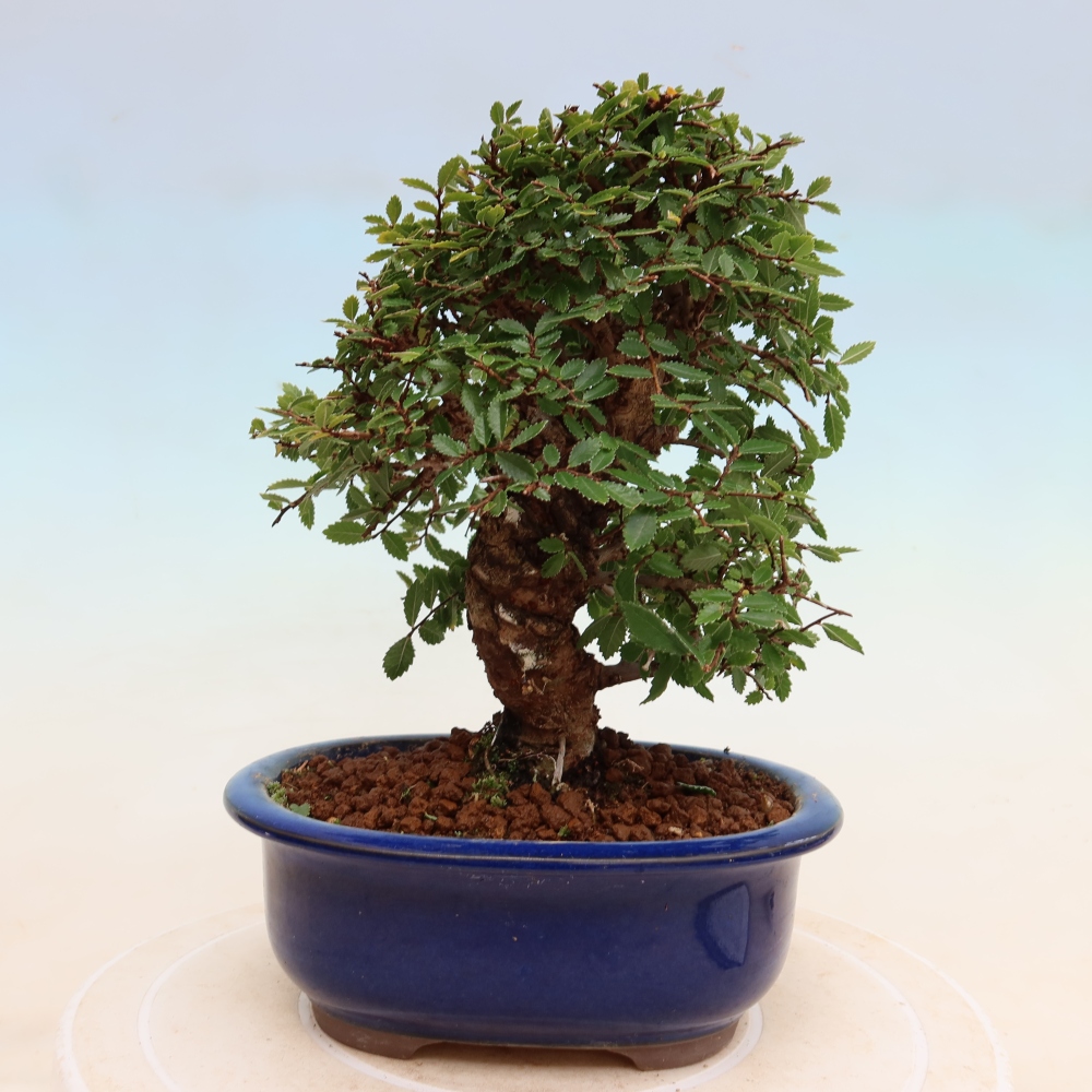 Venkovní bonsai - Zelkova - Zelkova NIRE