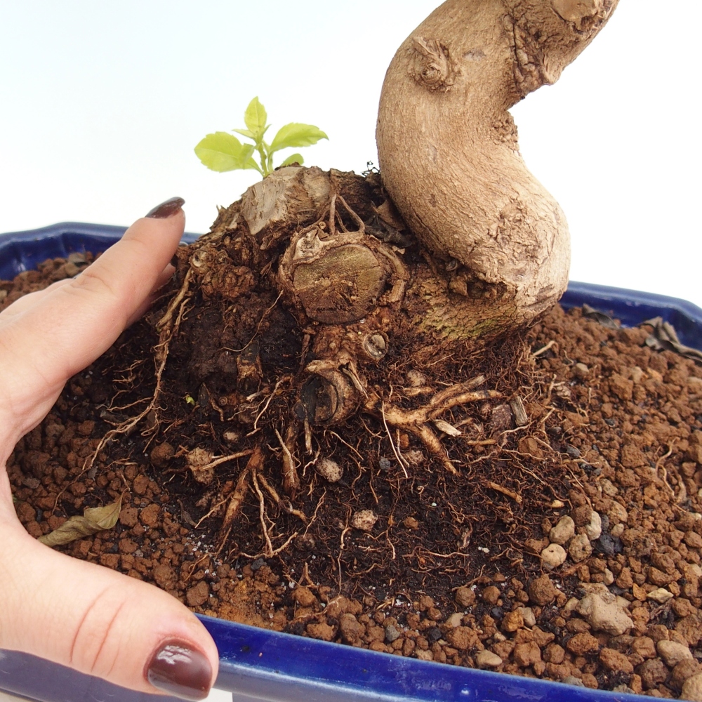Pokojová bonsai - Duranta erecta Aurea