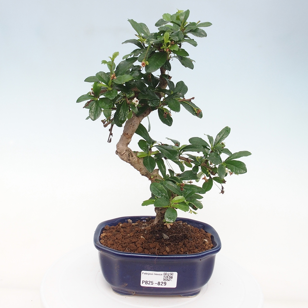 Pokojová bonsai - Carmona macrophylla - Čaj fuki