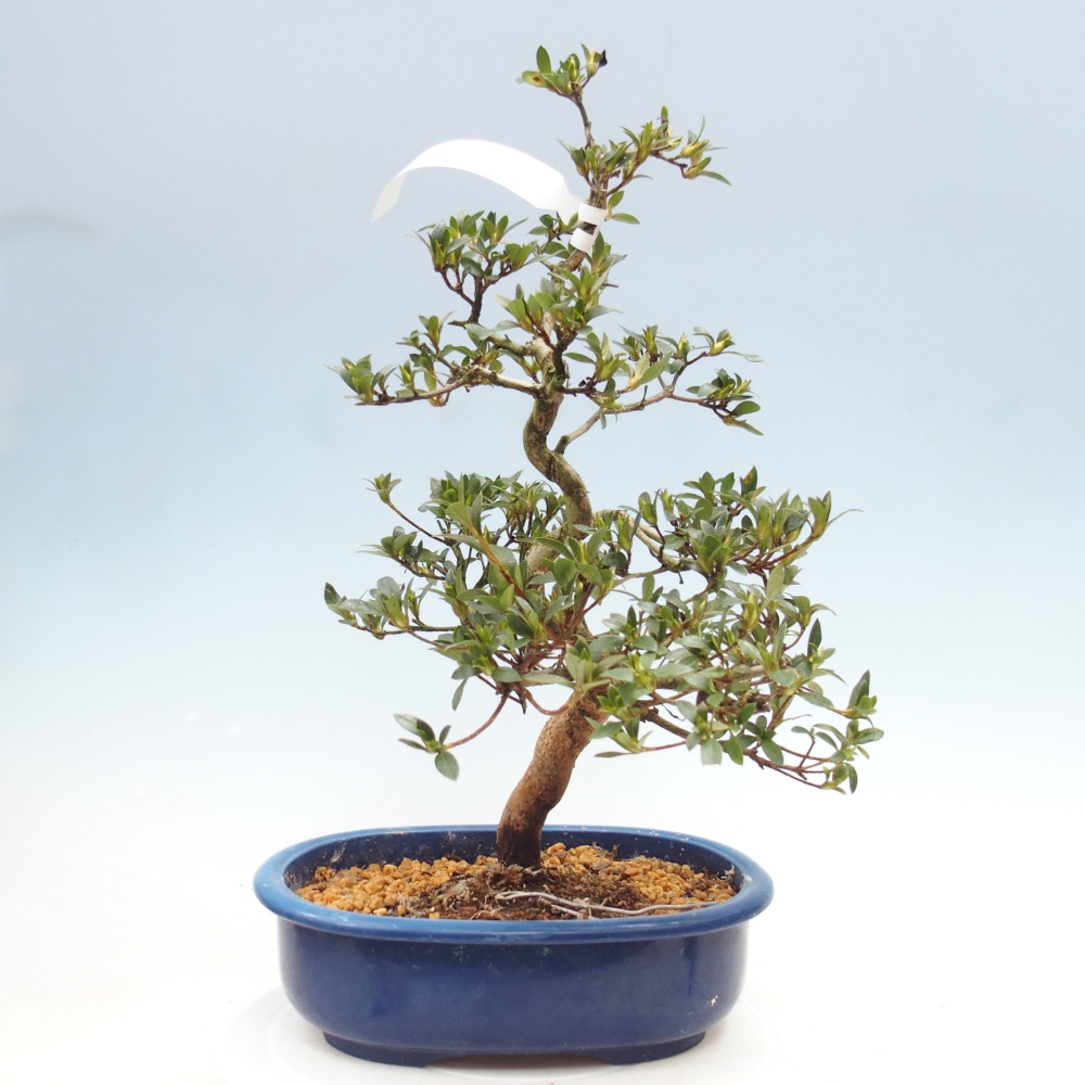 Venkovní bonsai - Japonská azalka - Azalea Secchuka