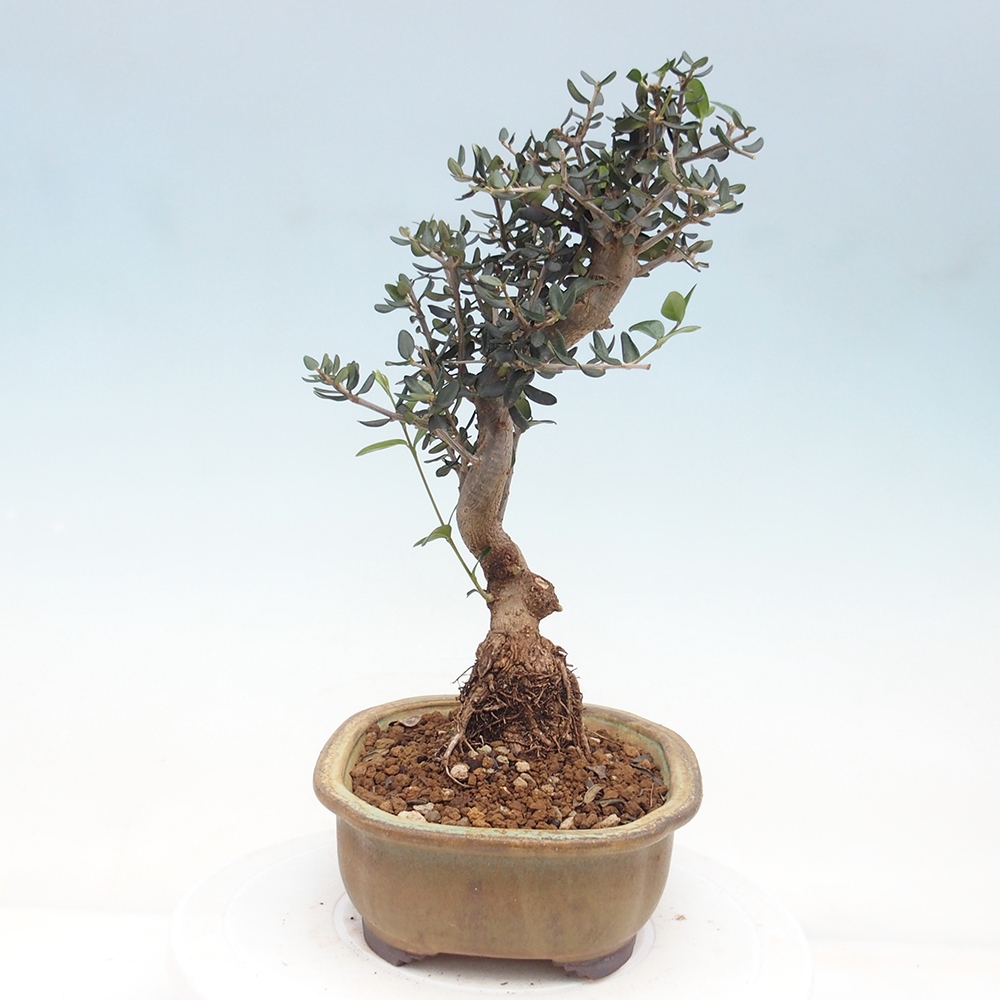 Pokojová bonsai - Olea europaea sylvestris -Oliva evropská drobnolistá
