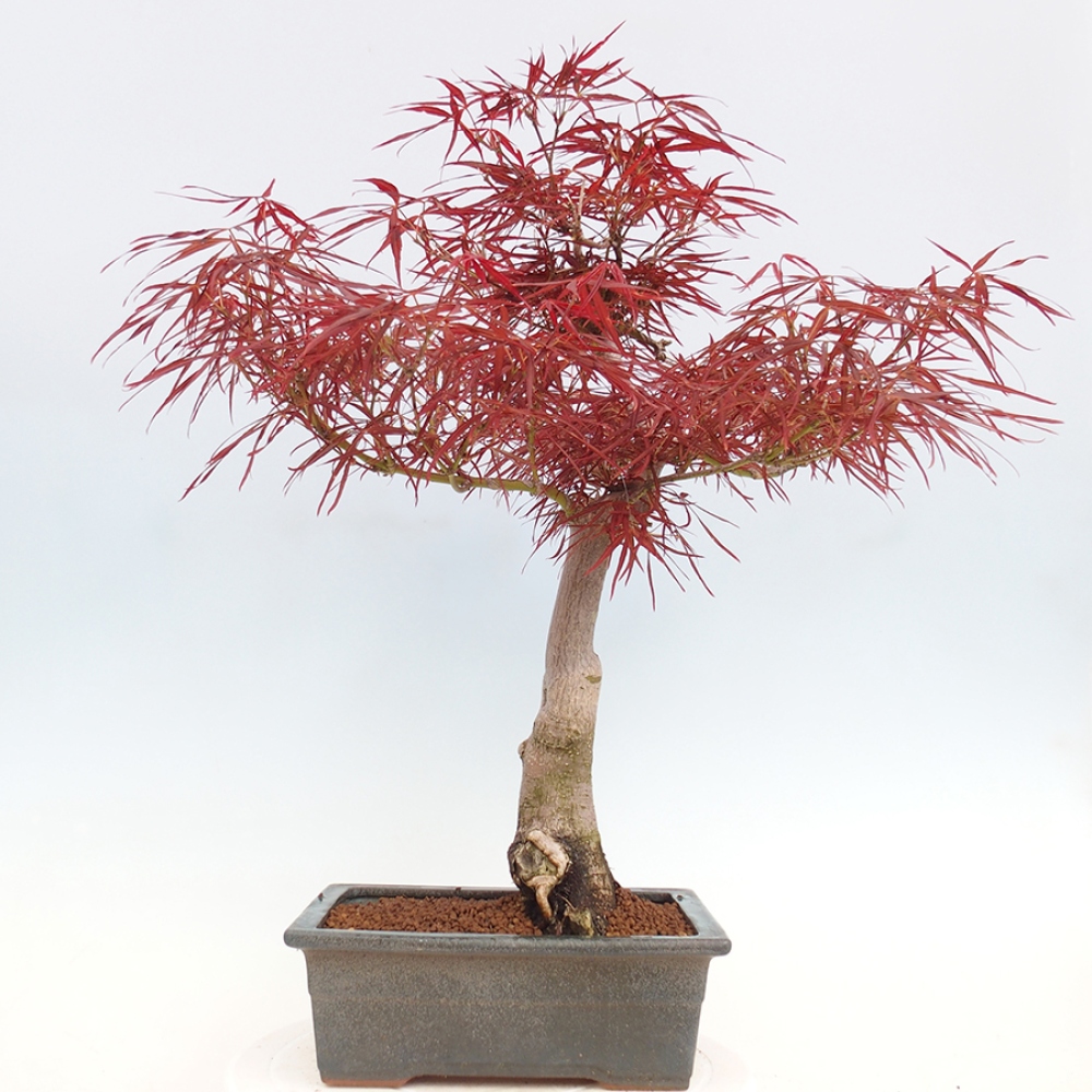Venkovní bonsai - Javor dlanitolistý - Acer palmatum RED PYGMY