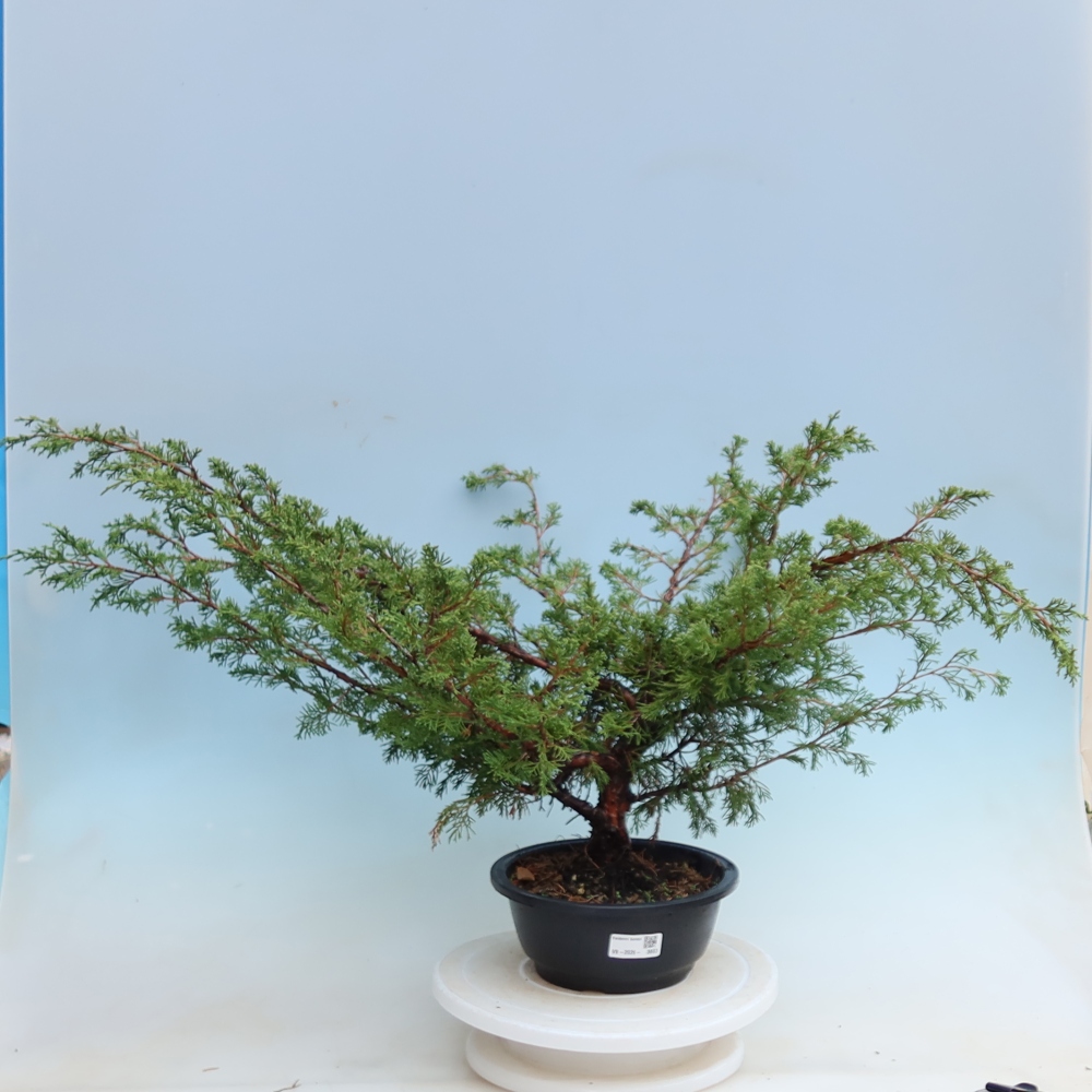 Venkovní bonsai - Juniperus chinensis Itoigawa - Jalovec čínský