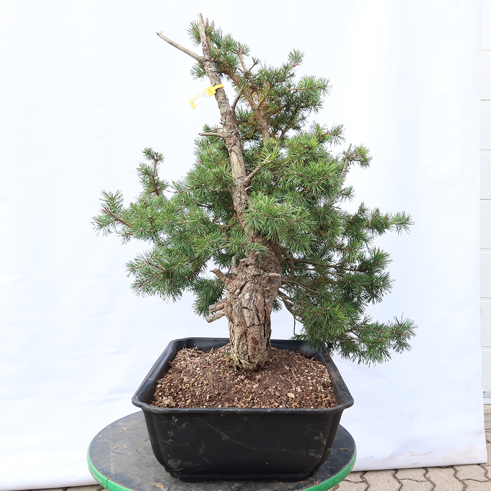 Pinus sylvestris Španělsko - borovice lesní
