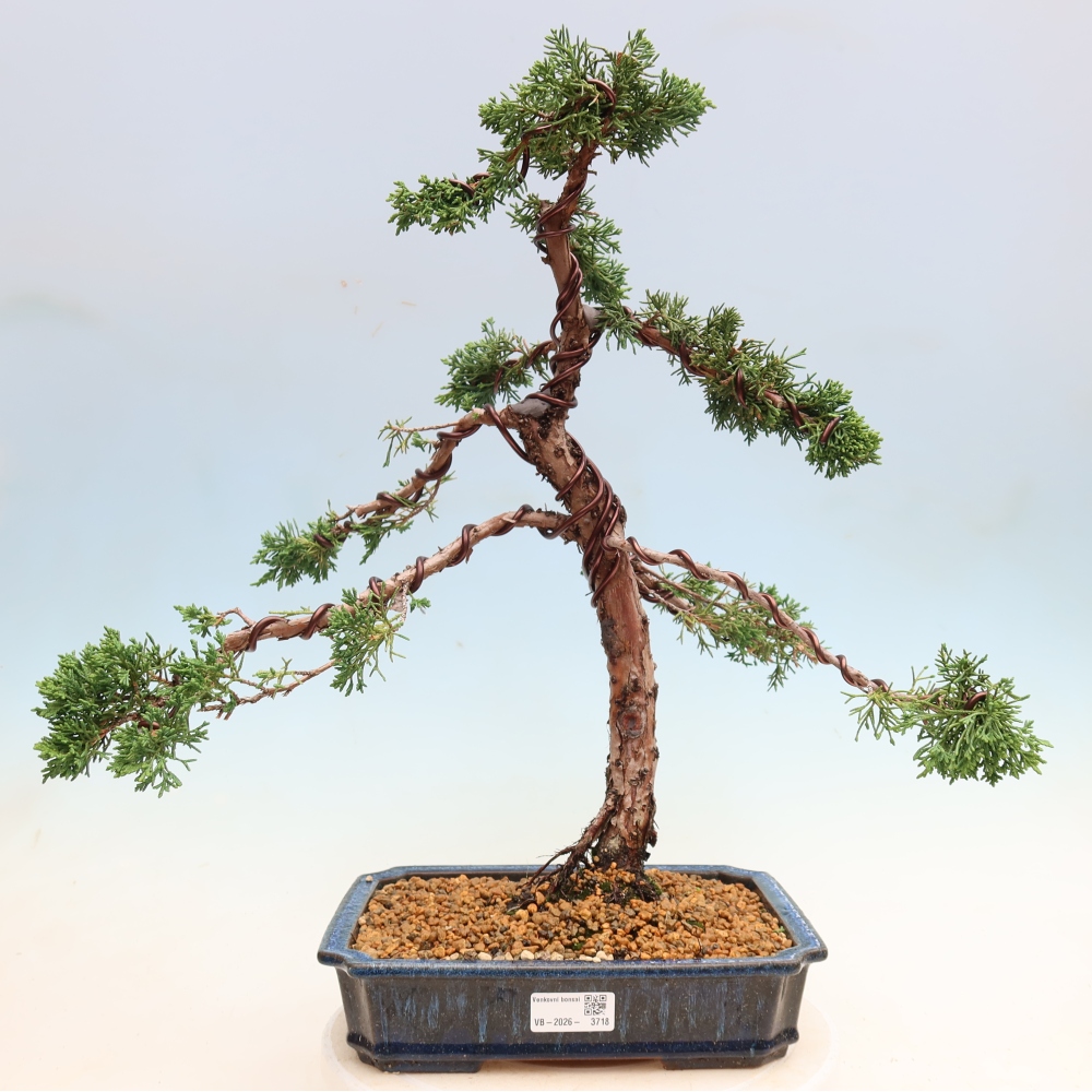Venkovní bonsai - Juniperus chinensis Kishu -Jalovec čínský