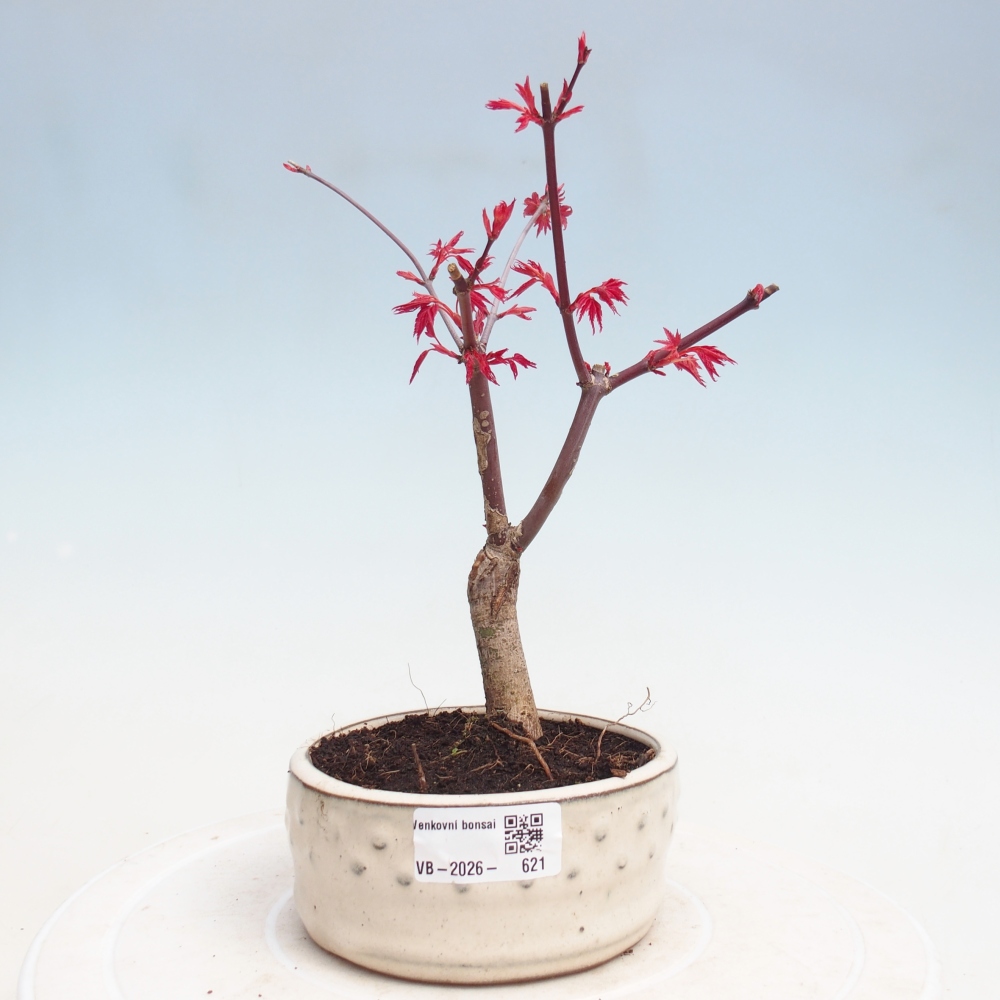 Venkovní bonsai - Javor dlanitolistý - Acer palmatum DESHOJO