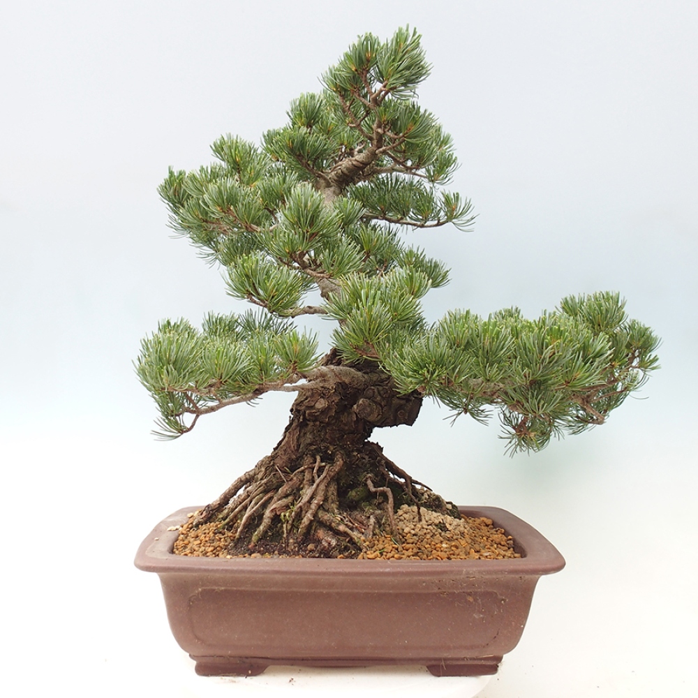 Venkovní bonsai - Pinus parviflora - Borovice drobnokvětá