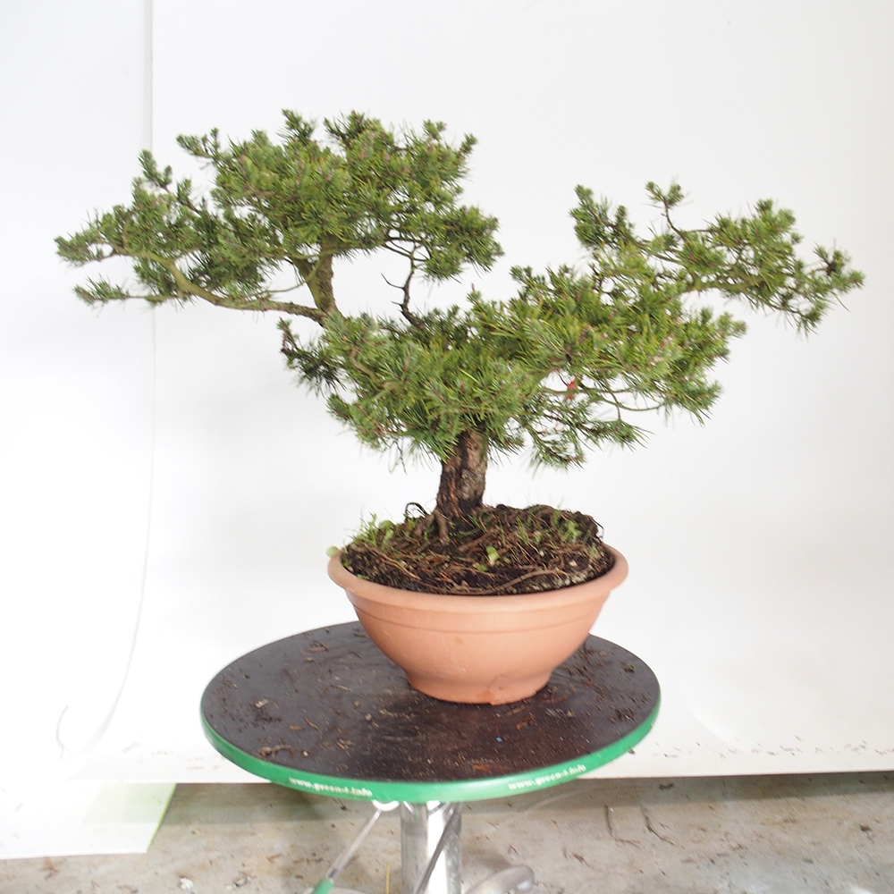 Yamadori - Pinus sylvestris Španělsko