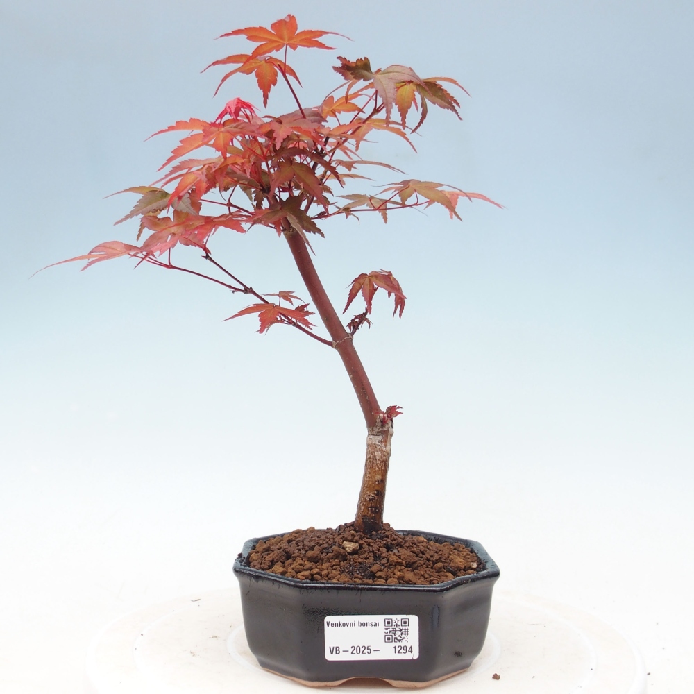 Venkovní bonsai - Javor dlanitolistý - Acer palmatum DESHOJO