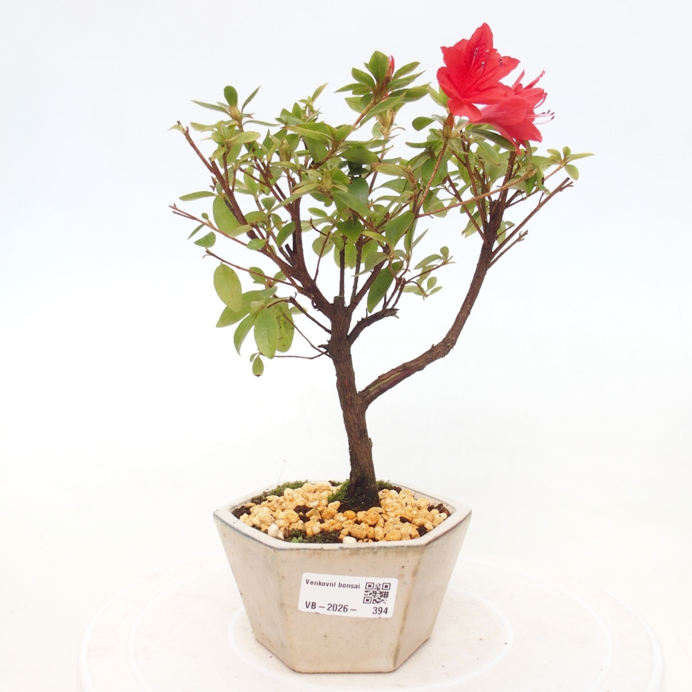 Venkovní bonsai - Japonská azalka - Azalea sp.