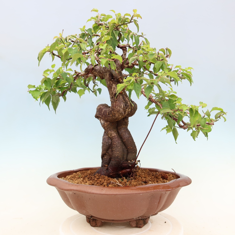 Venkovní bonsai -Japonská meruňka - Prunus Mume