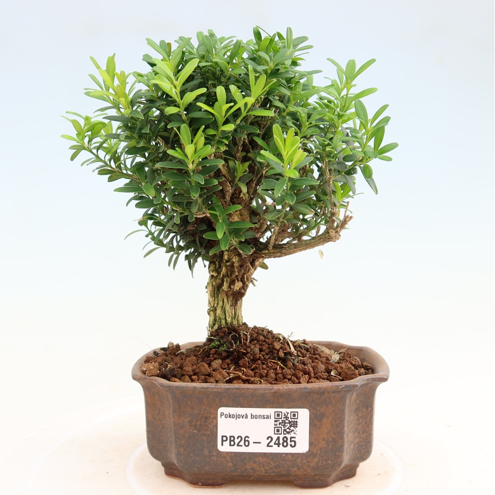 Pokojová bonsai - Buxus harlandii -korkový buxus