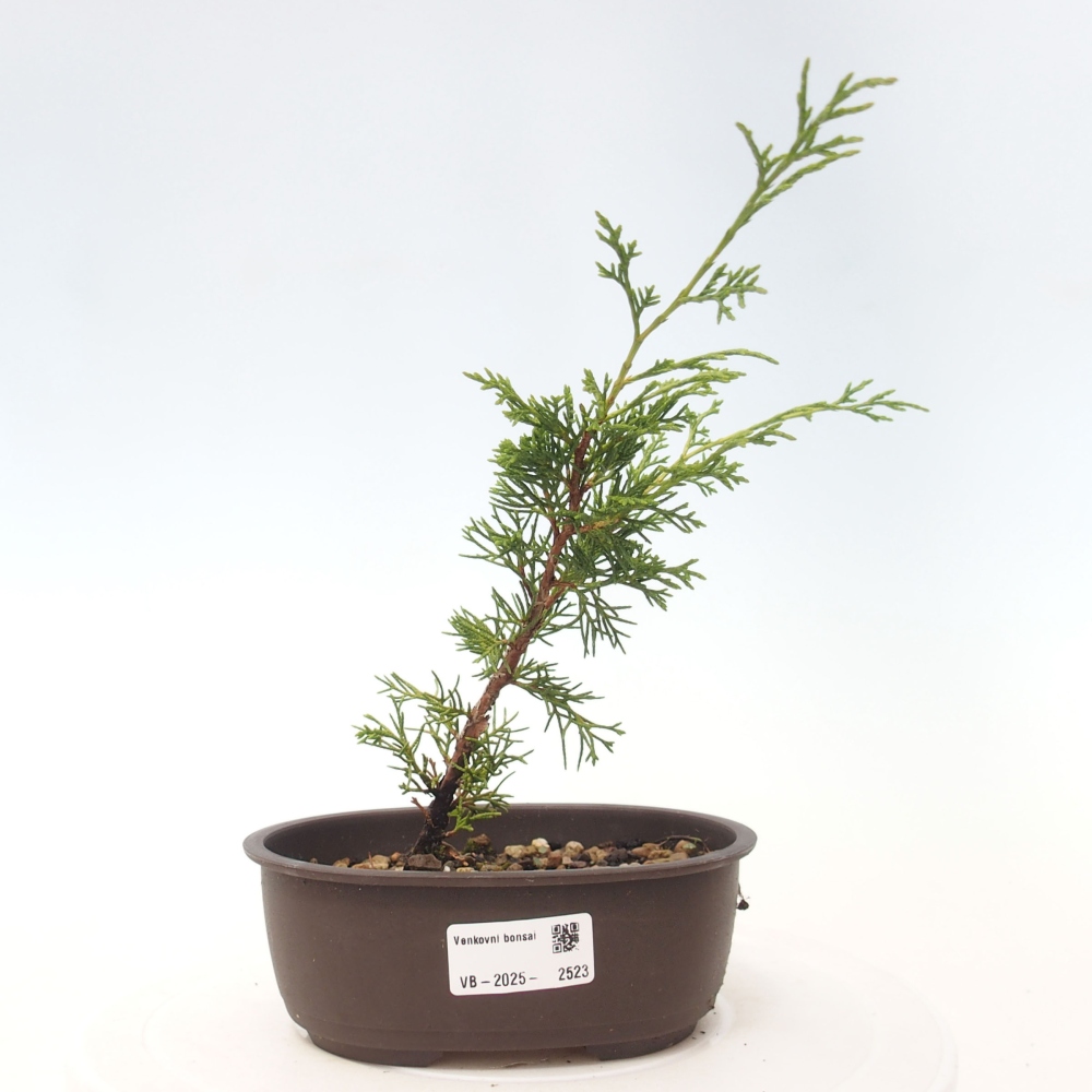 Venkovní bonsai - Juniperus chinensis Itoigawa -Jalovec čínský