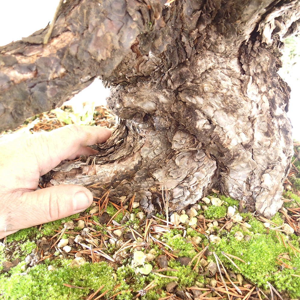 Yamadori - Pinus sylvestris Španělsko