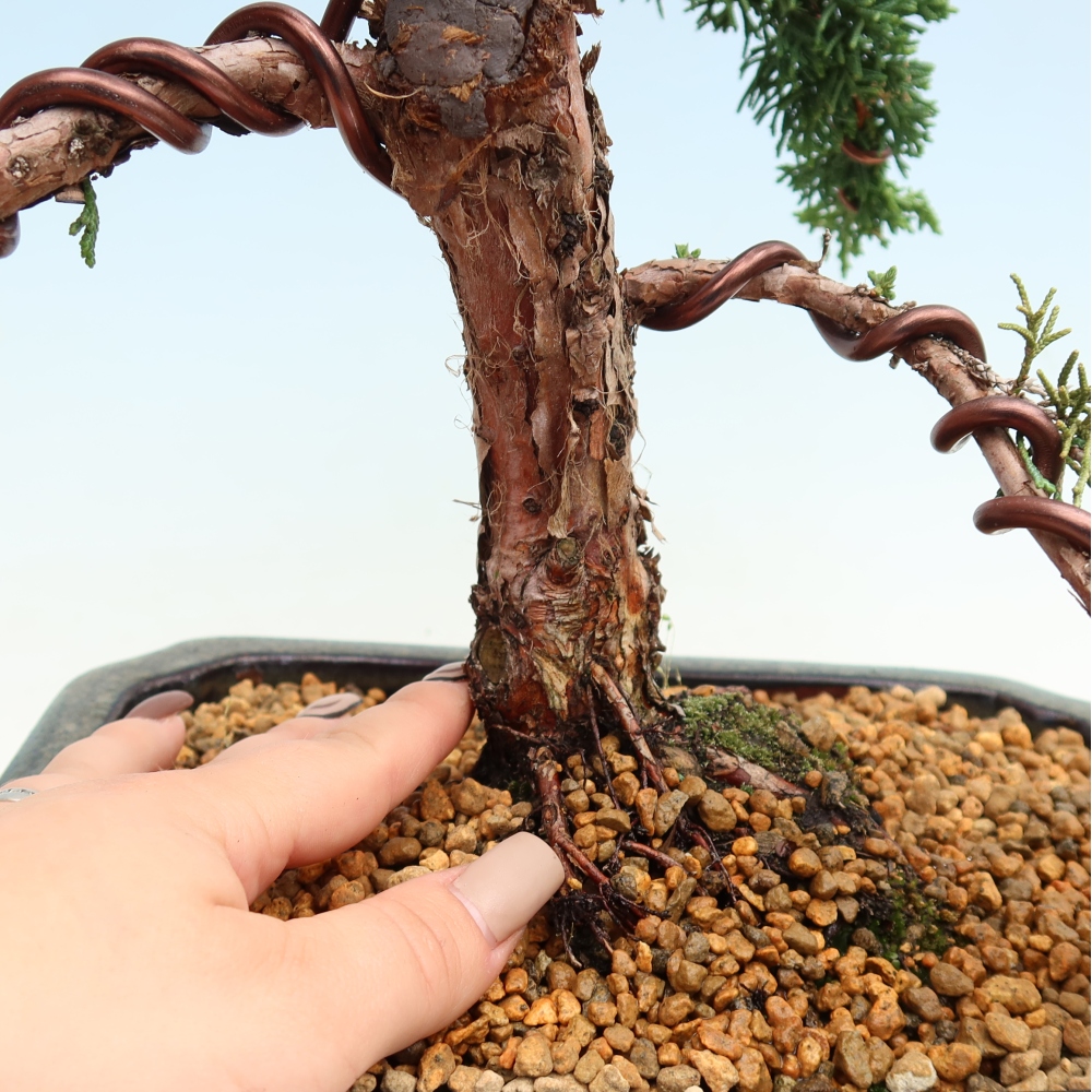 Venkovní bonsai - Juniperus chinensis Kishu -Jalovec čínský