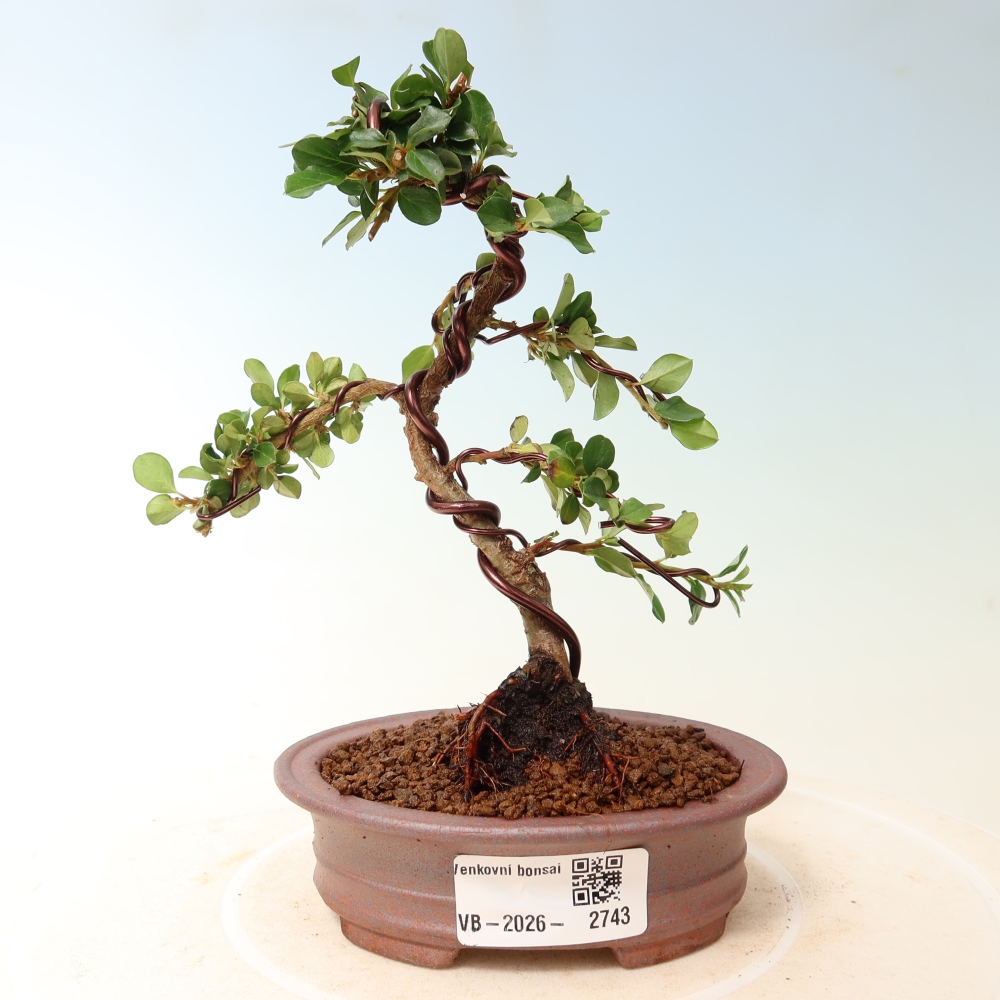 Venkovní bonsai - Cotoneaster horizontalis - Skalník
