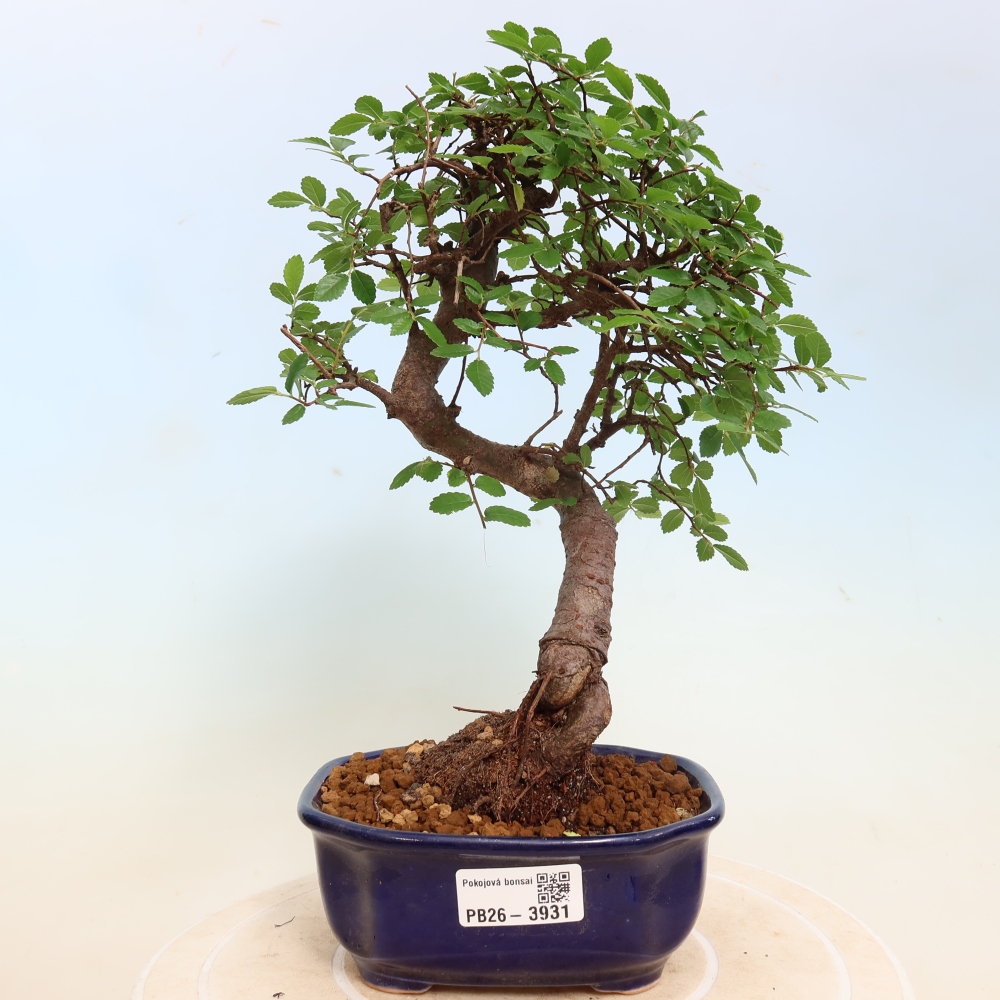 Pokojová bonsai - Ulmus parvifolia - Malolistý jilm