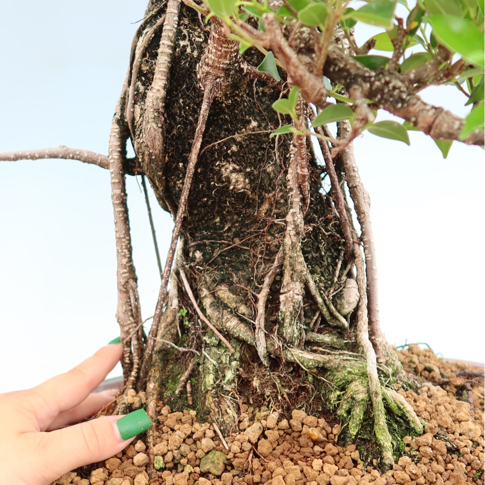 Pokojová bonsai - Ficus kimmen -  malolistý fíkus