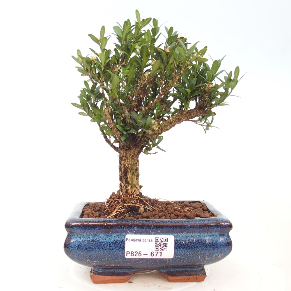 Pokojová bonsai - Buxus harlandii -korkový buxus