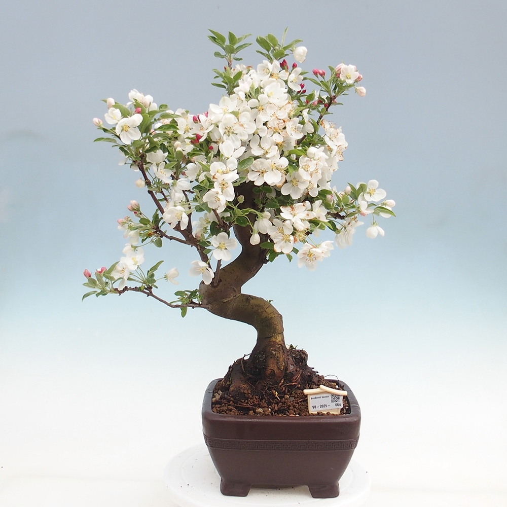 Venkovní bonsai -Malus halliana - Maloplodá jabloň