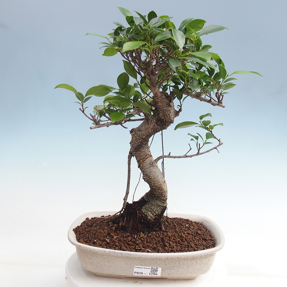 Pokojová bonsai - Ficus kimmen -  malolistý fíkus