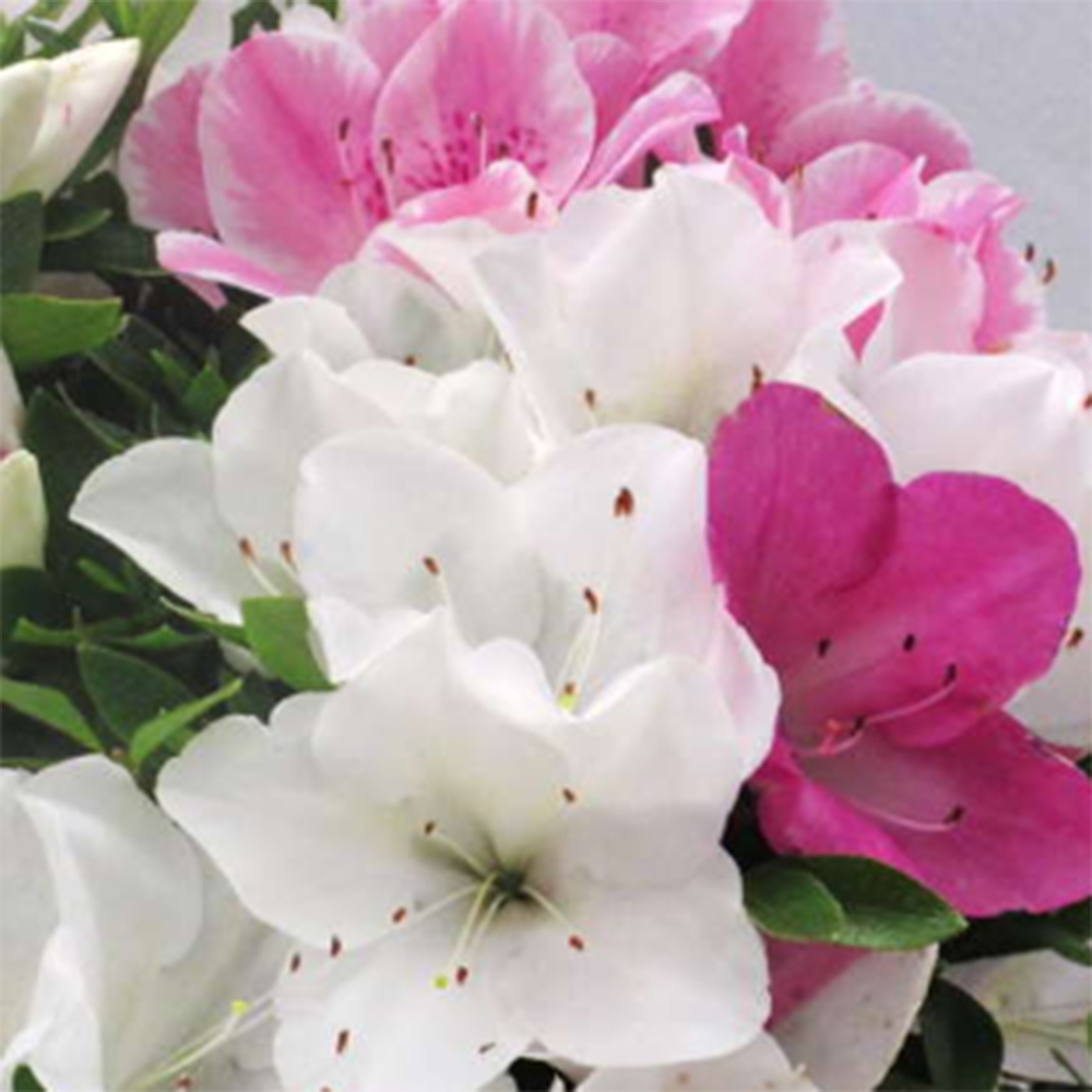 Venkovní bonsai - Japonská azalka - Azalea Ai-no-Tsuki