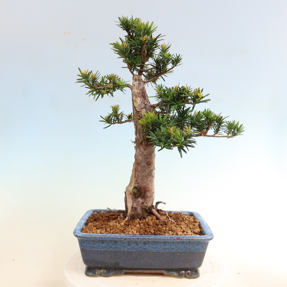 Venkovní bonsai - Taxus cuspidata  - Tis japonský