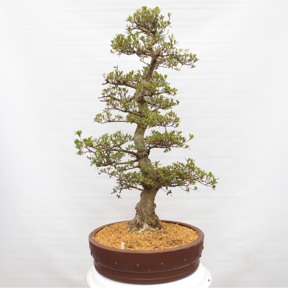 Venkovní bonsai - Japonská azalka - Azalea Ai-no-Tsuki