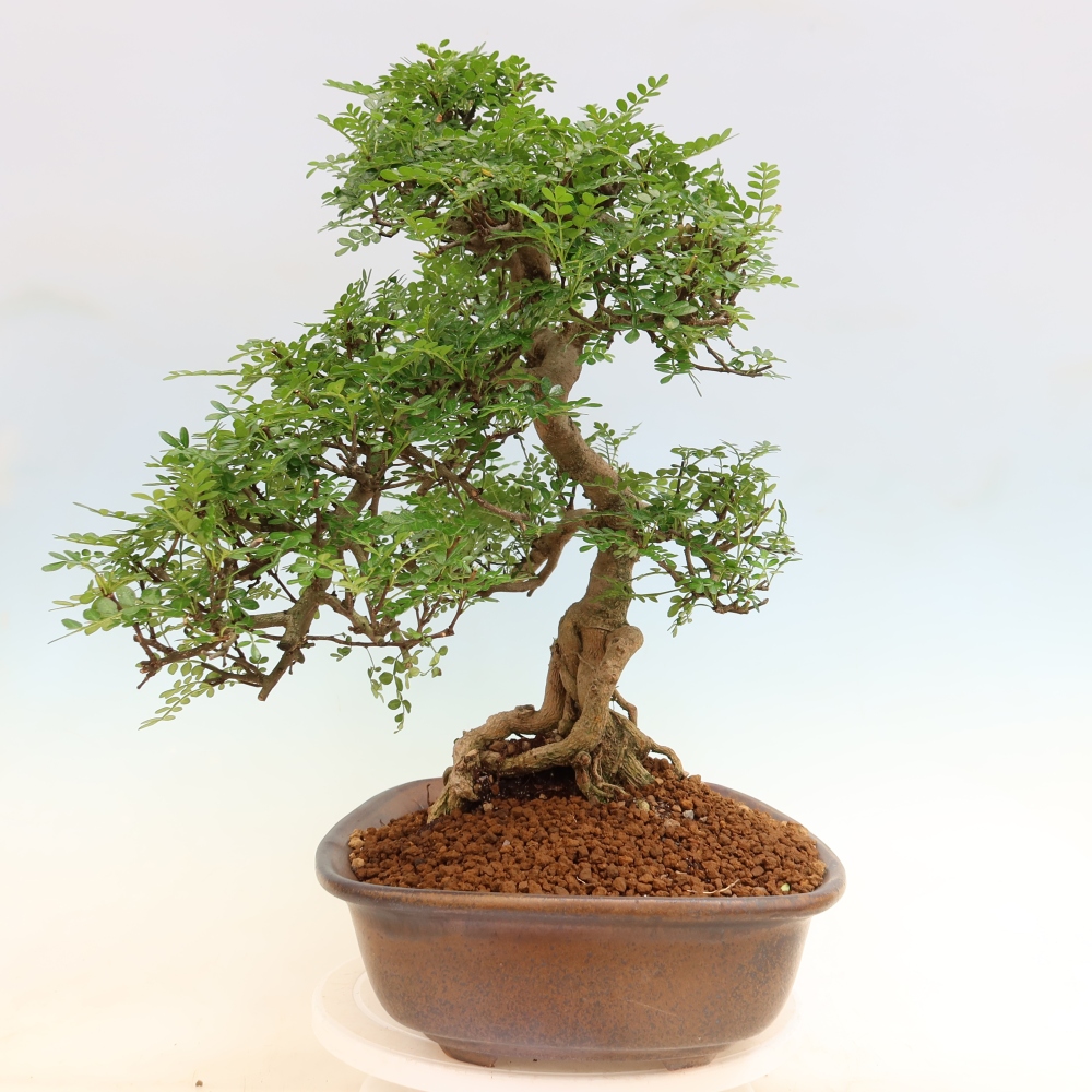 Pokojová bonsai - Zantoxylum piperitum - pepřovník