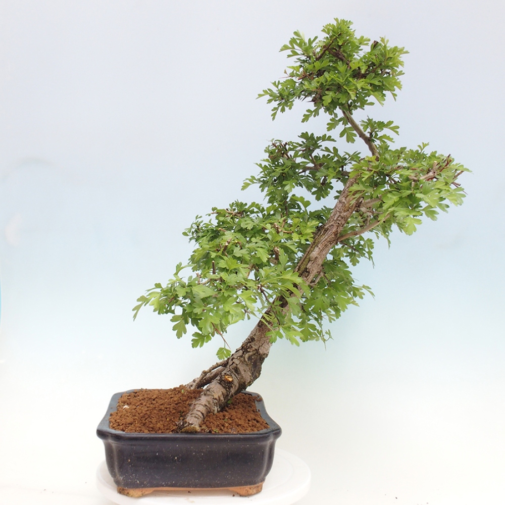 Venkovní bonsai - Hloh - Crataegus monogyna