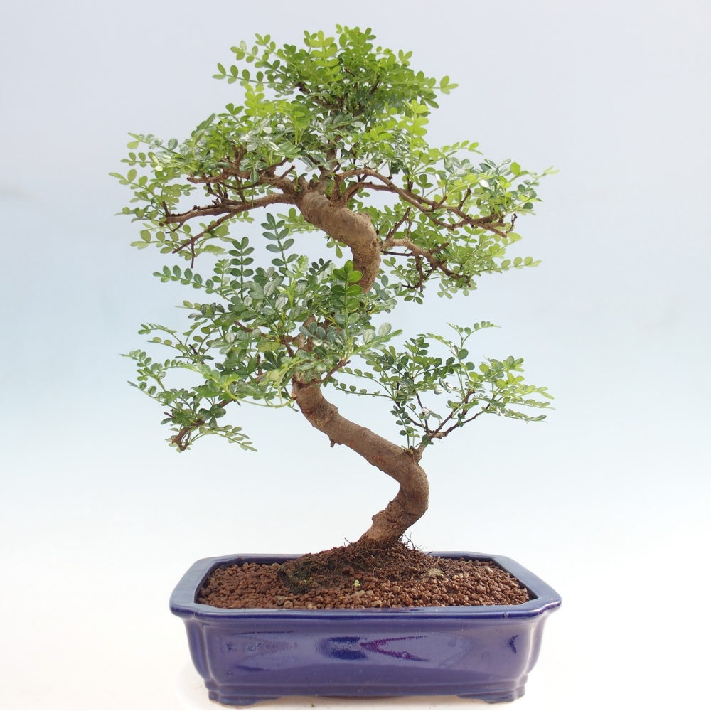 Pokojová bonsai - Zantoxylum piperitum - pepřovník