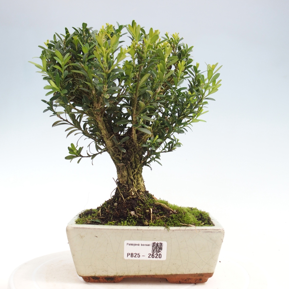 Pokojová bonsai - Buxus harlandii -korkový buxus