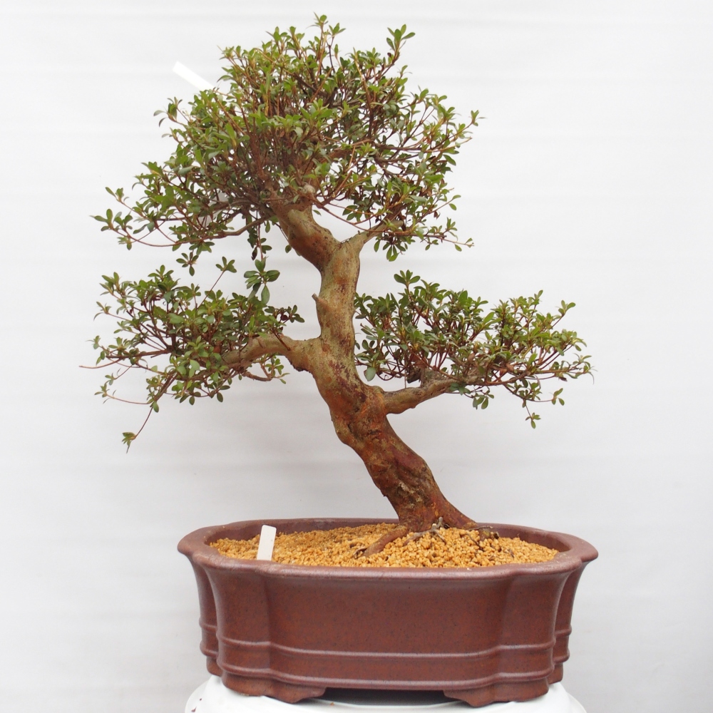 Venkovní bonsai - Japonská azalka - Azalea Miyabihime