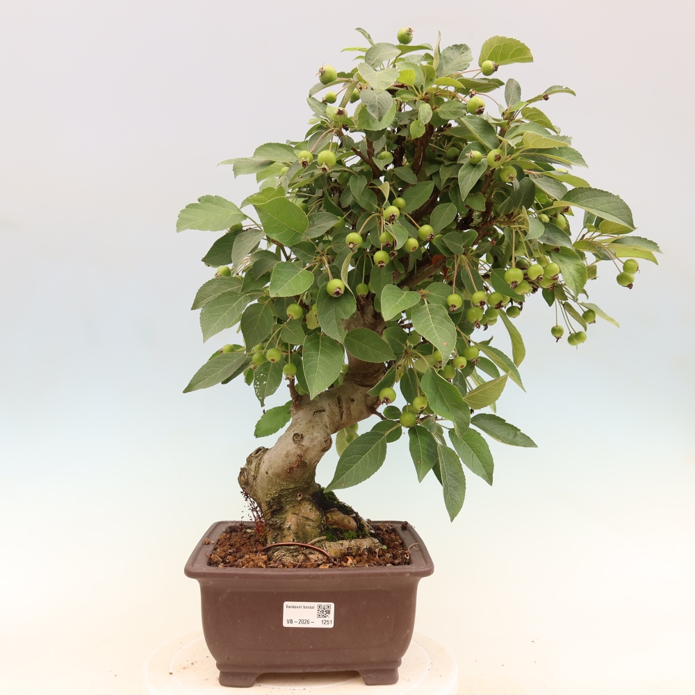 Venkovní bonsai -Malus halliana - Maloplodá jabloň