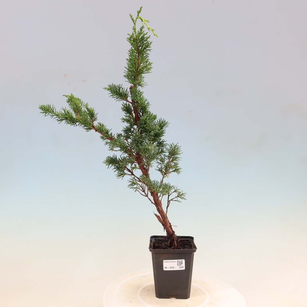 Venkovní bonsai - Juniperus chinensis Kishu -Jalovec čínský