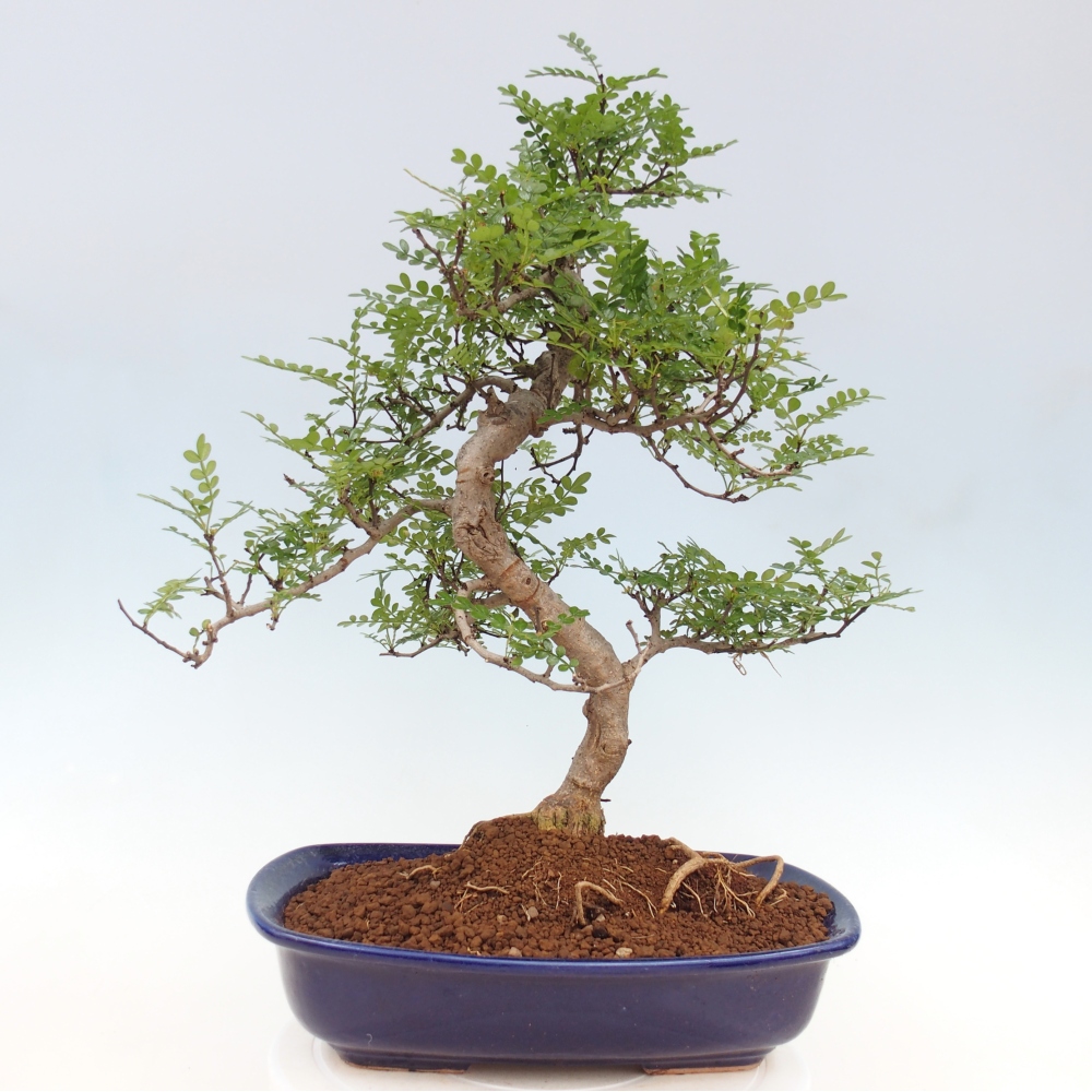 Pokojová bonsai - Zantoxylum piperitum - pepřovník