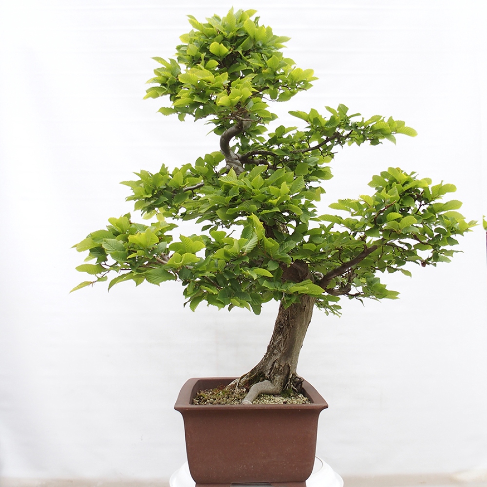 Venkovní bonsai - Habr obecný - Carpinus betulus
