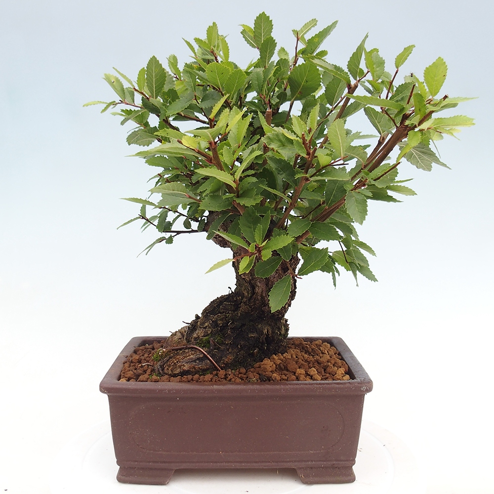 Venkovní bonsai - Zelkova - Zelkova serrata
