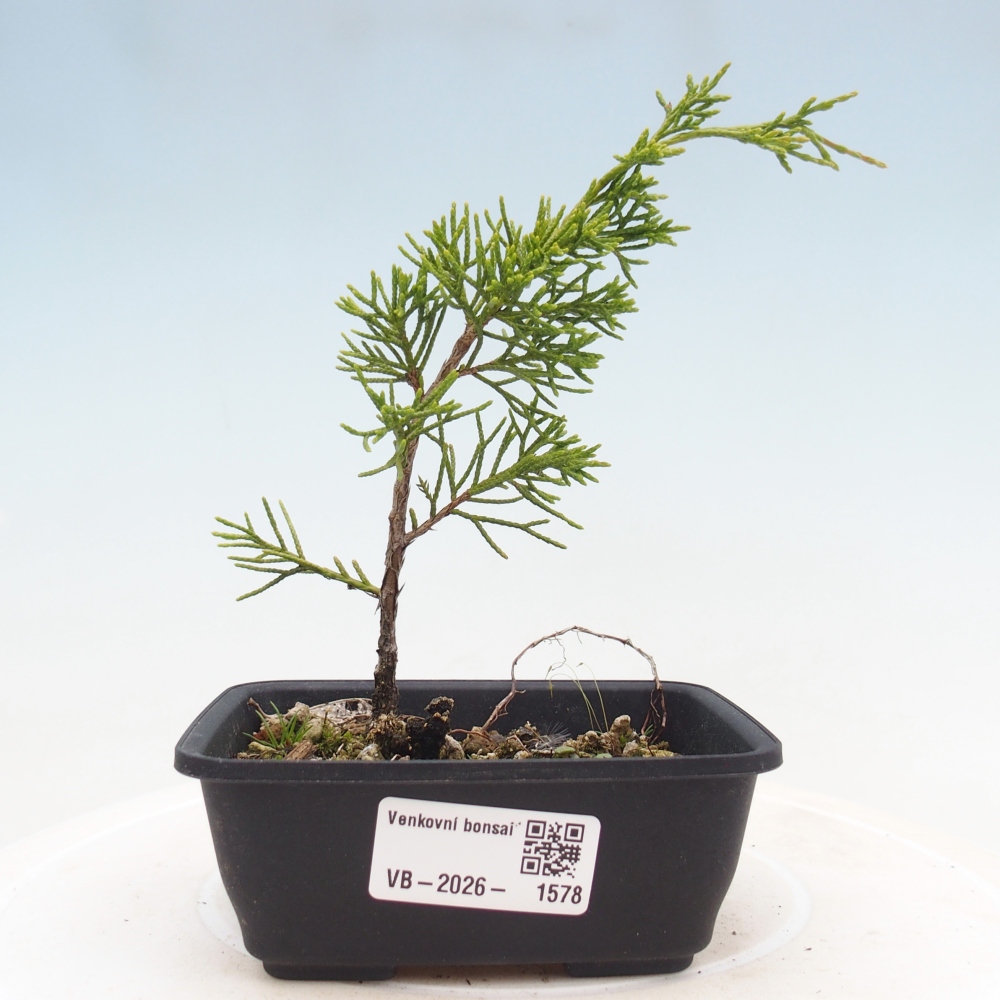 Venkovní bonsai - Juniperus chinensis Itoigawa -Jalovec čínský