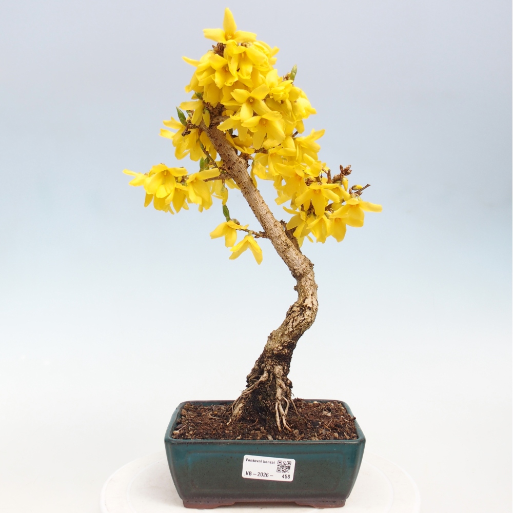 Venkovní bonsai - Zlatice - Forsythia intermedia 