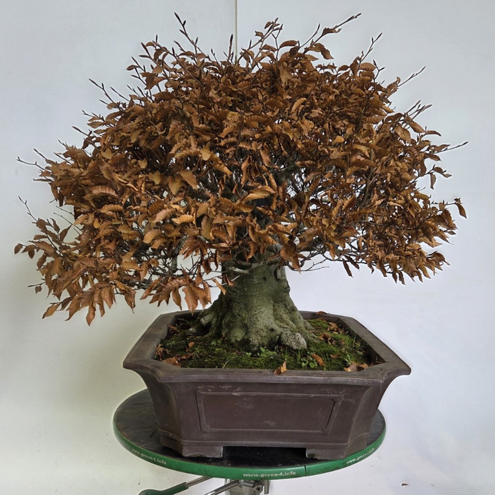 Venkovní bonsai - Fagus crenata