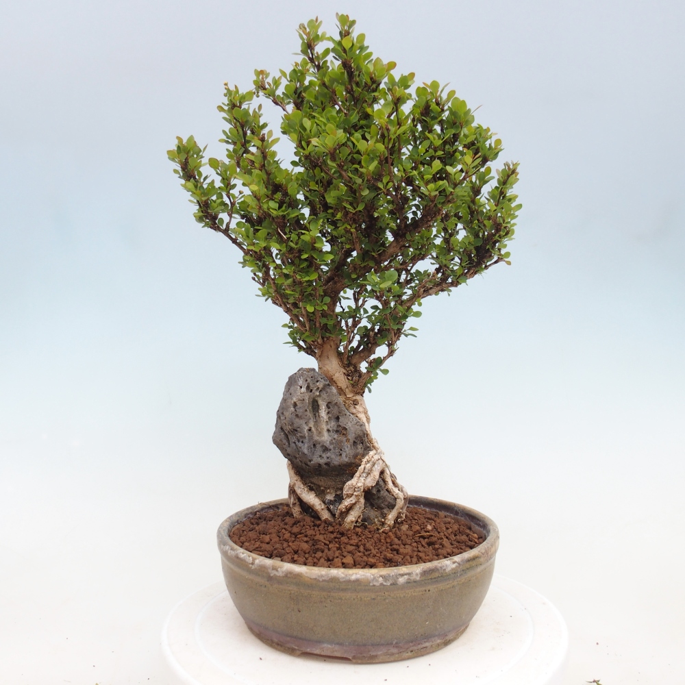 Venkovní bonsai - Berberis coreana - Dřištál korejský