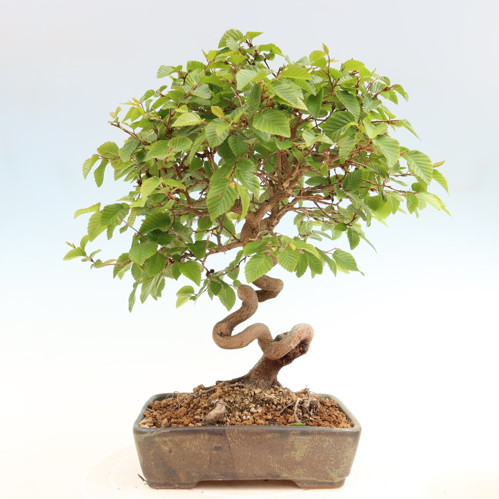 Venkovní bonsai -Carpinus coreana - Habr korejský