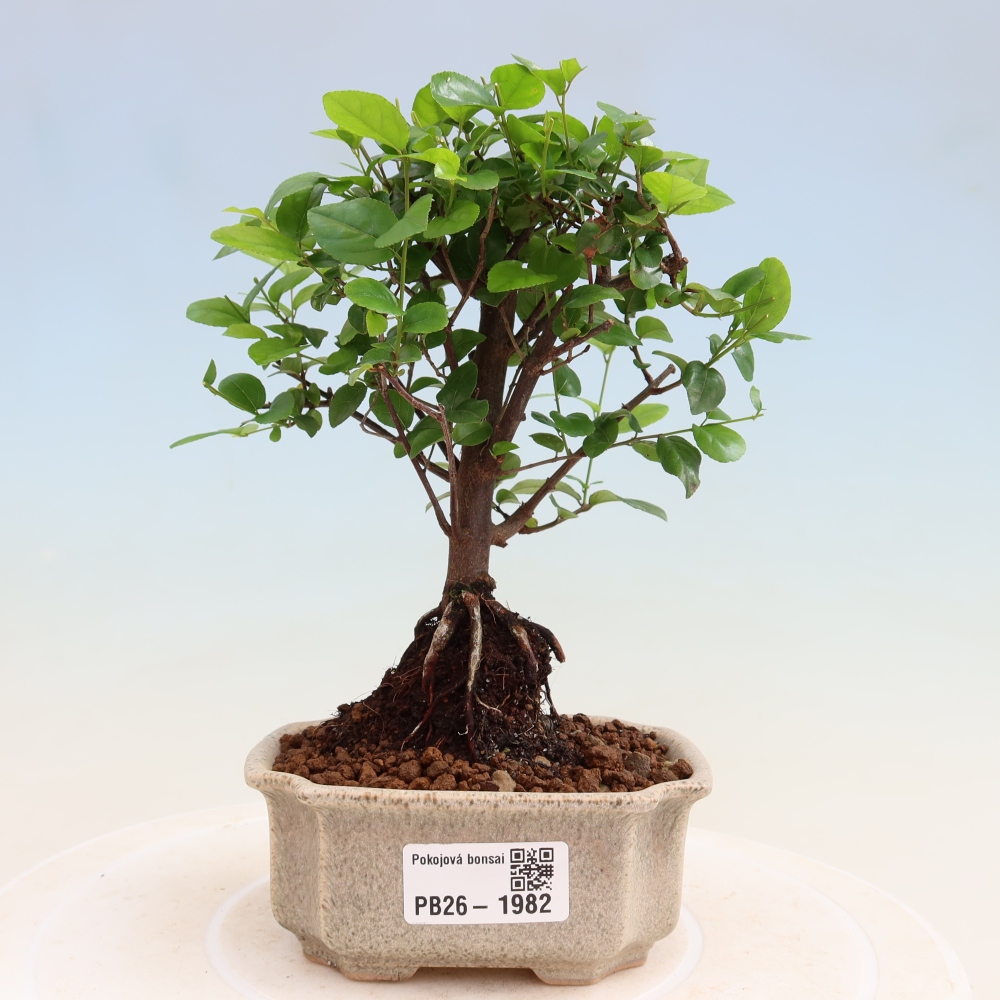 Pokojová bonsai - Sagerécie thea - Sagerécie thea