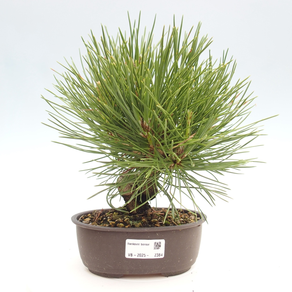 Venkovní bonsai - Pinus thunbergii - Borovice thunbergova