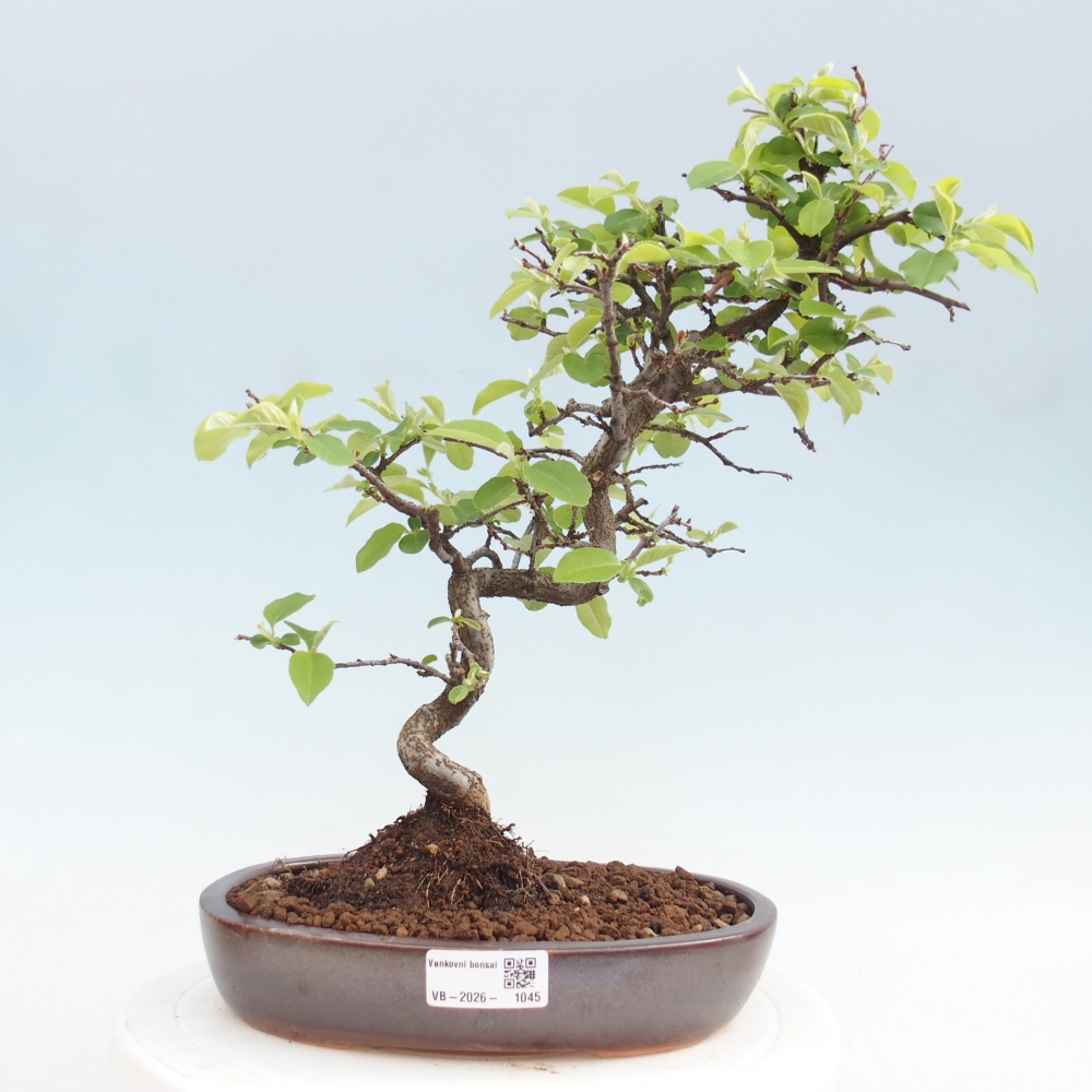 Venkovní  bonsai -  Chaneomeles chinensis - Kdoulovec čínsky