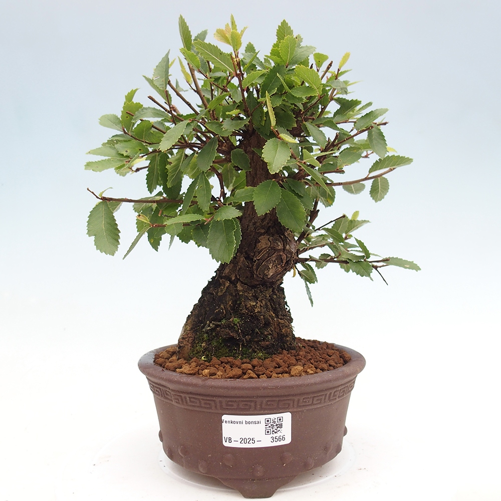 Venkovní bonsai - Zelkova - Zelkova NIRE