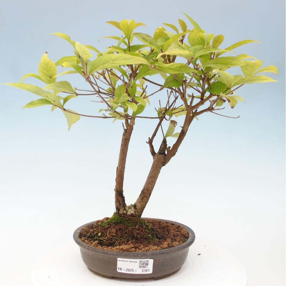 Venkovní bonsai - krásnoplodka - Callicarpa japonica
