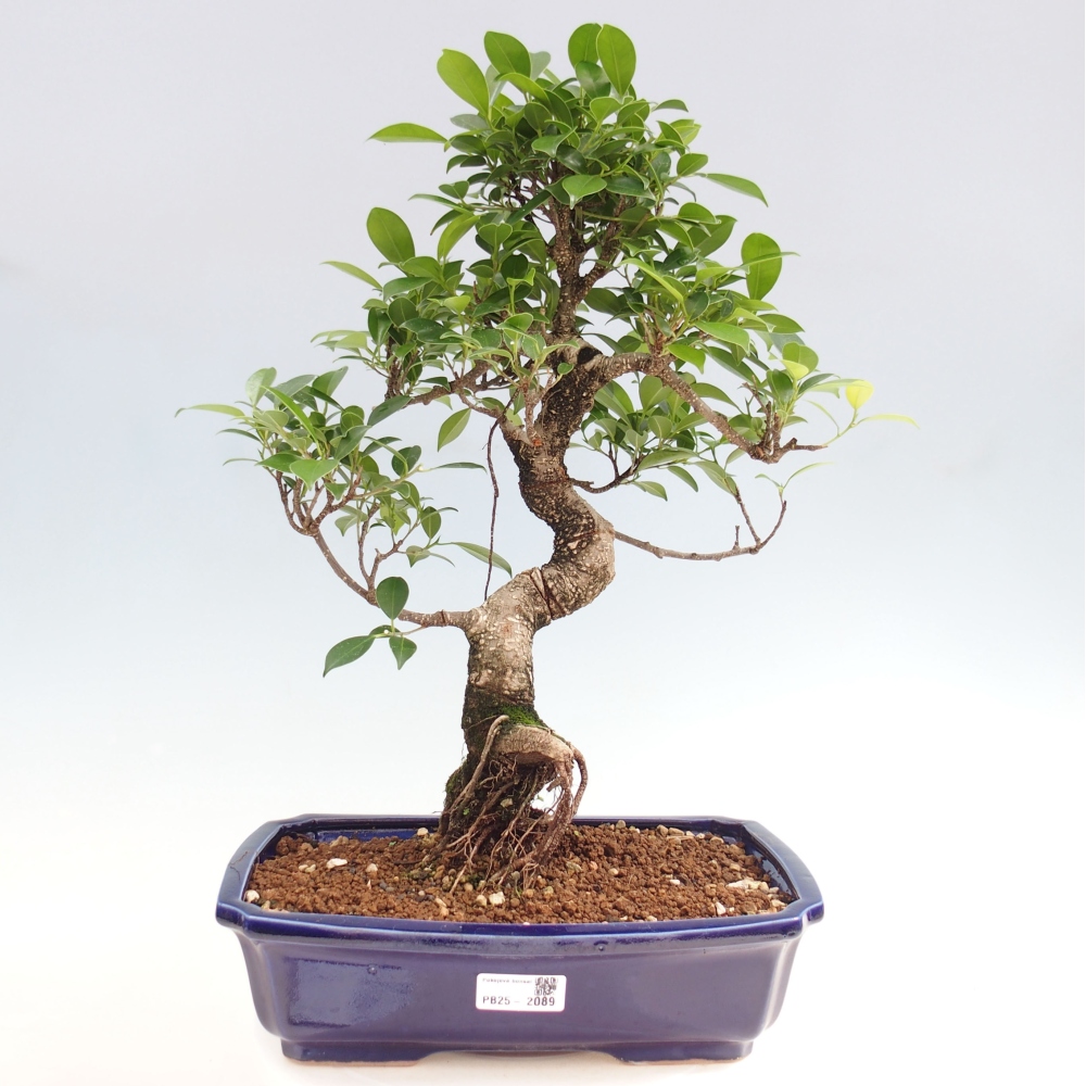Pokojová bonsai - Ficus kimmen -  malolistý fíkus